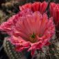 Preview: Echinocereus fabella (plomreichii) gerüschte Blüte